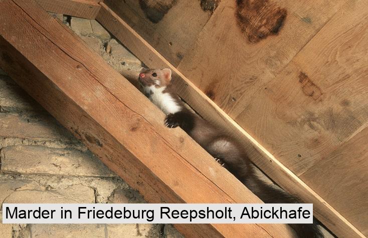 Marder in Friedeburg Reepsholt, Abickhafe